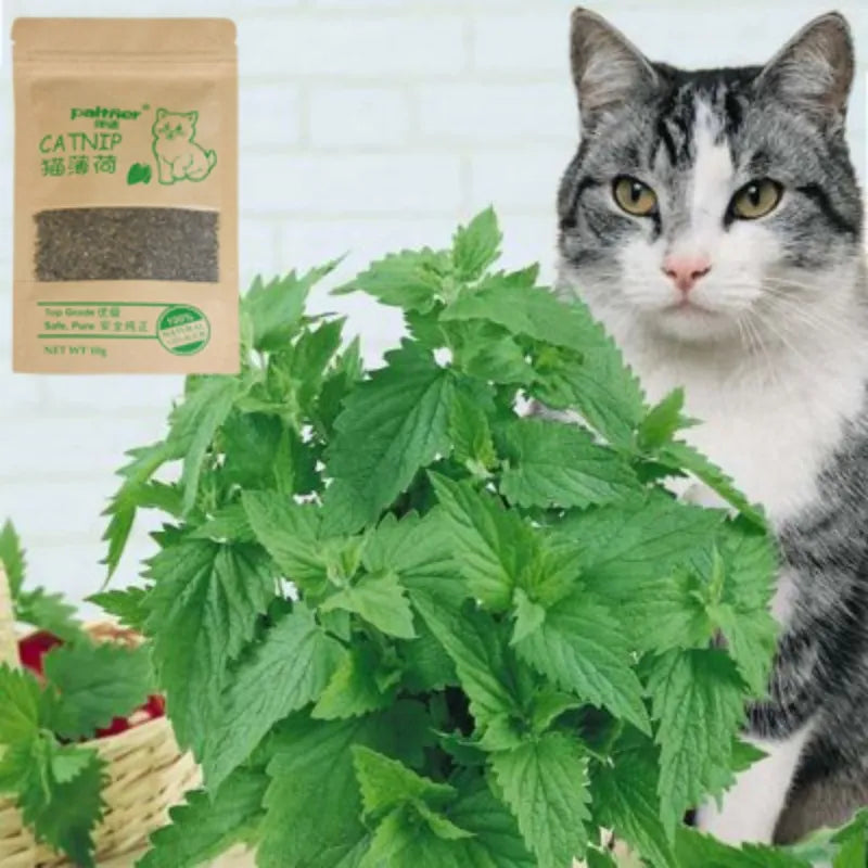 100% Natural Premium Catnip Cattle Grass Non-toxic Cat Menthol Flavor Funny Cats Supplies Keep Pet Health Cat Toy Accessories