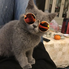 Glasses For a Cat Pet Products Goods For Animals Dog Accessories Cool Funny The Kitten Lenses Sun Photo Props Colored Sunglasses
